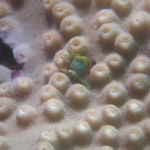 沖縄　ダイビング