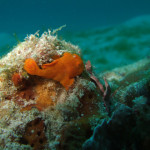 沖縄 体験ダイビング