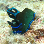 沖縄　ダイビング