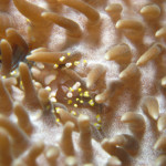 沖縄　体験ダイビング