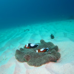 沖縄　ダイビング