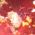 沖縄　ダイビング