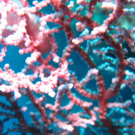 沖縄　ダイビング