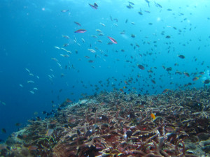 沖縄　ダイビング