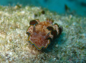 沖縄　体験ダイビング