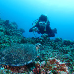 沖縄　ダイビング