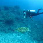 沖縄　ダイビング