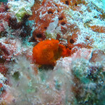 沖縄　ダイビング