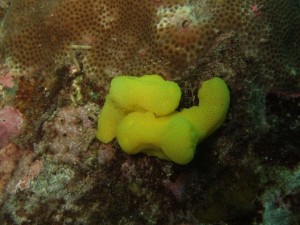 沖縄　ダイビング