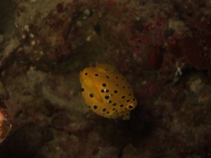 沖縄　ダイビング