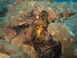 沖縄　ダイビング