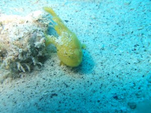 沖縄　ダイビング