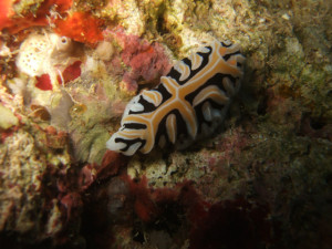 沖縄　ダイビング