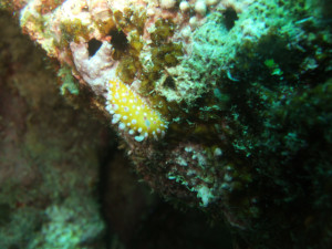 沖縄　ダイビング