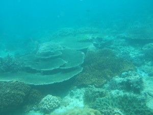沖縄　ダイビング