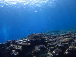 沖縄　ダイビング