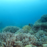 沖縄　ダイビング