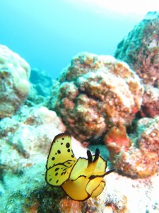 沖縄　体験ダイビング