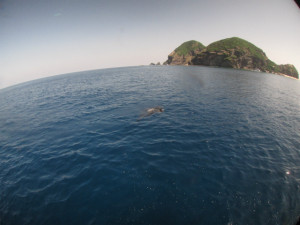 沖縄　体験ダイビング