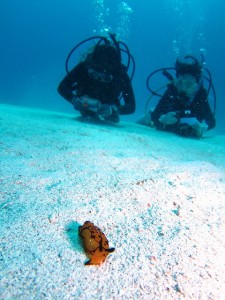 沖縄　ダイビング