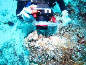 沖縄　ダイビング