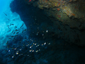 恩納村　ダイビング