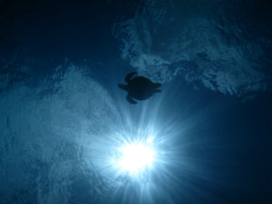 沖縄　ダイビング