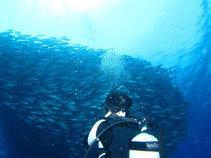 沖縄　ダイビング
