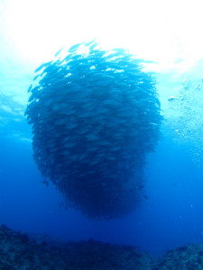 沖縄　ダイビング