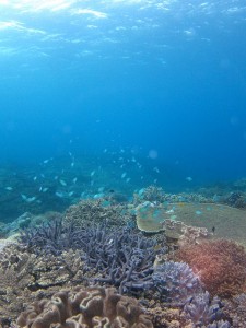 沖縄ダイビング