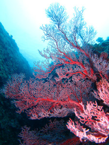 沖縄　ダイビング