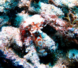 沖縄　ダイビング