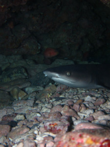 沖縄　ダイビング