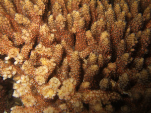 沖縄　ダイビング