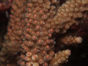 サンゴの産卵