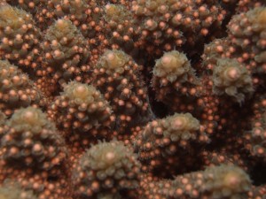 沖縄 ダイビング