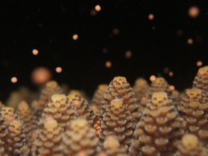 沖縄　珊瑚の産卵