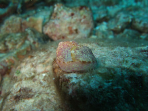 沖縄　ダイビング