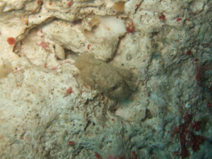 沖縄　ダイビング