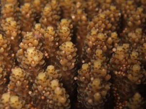 沖縄 ダイビング