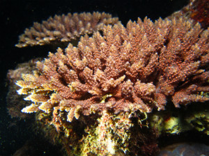 ダイビング　沖縄　サンゴ