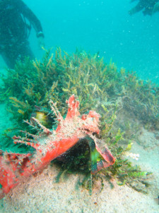 沖縄　ダイビング