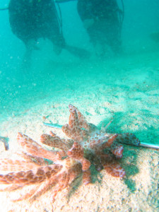 沖縄　ダイビング