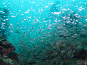 沖縄　ダイビング