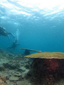沖縄　ダイビング