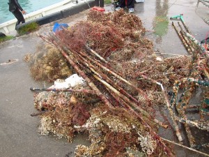 沖縄　ダイビング