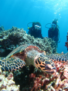 沖縄　体験ダイビング