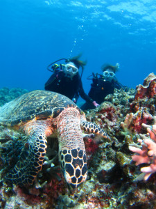 沖縄　ダイビング