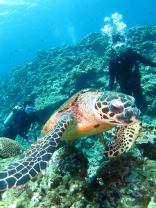 沖縄　体験ダイビング