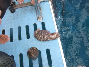 沖縄 体験ダイビング